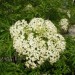 Elderberry